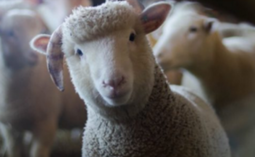 Veterinary Incinerators and Animal Waste Disposal Systems in Africa: HICLOVER’s Biosecurity Solutions